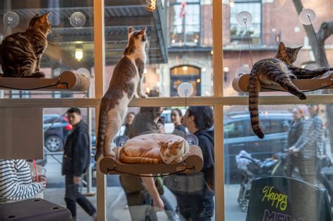 brooklyn cat cafe reviews|brooklyn cat cafe clinic.